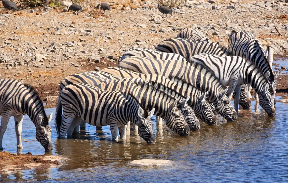 Namibia_Etosha_155.jpg
