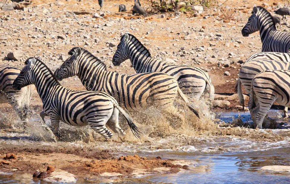 Namibia_Etosha_157.jpg