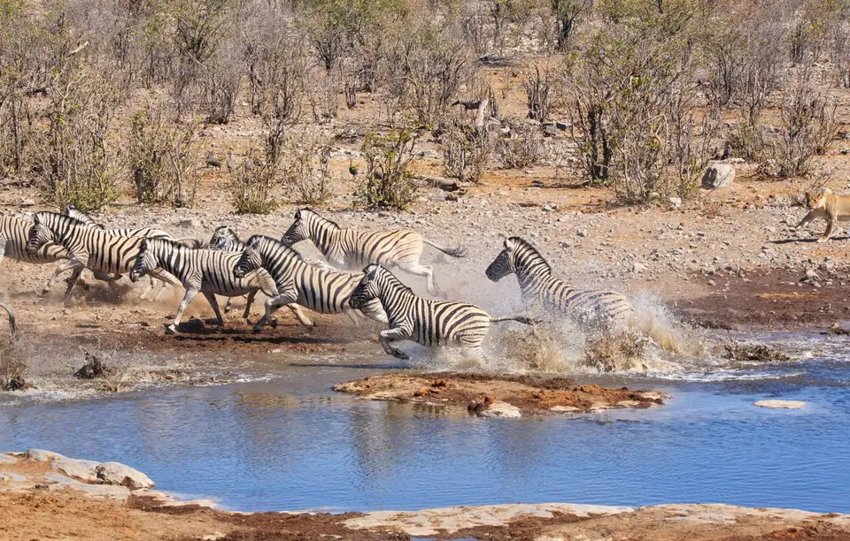Namibia_Etosha_158.jpg