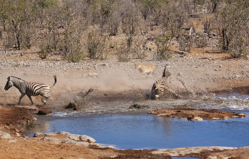 Namibia_Etosha_159.jpg