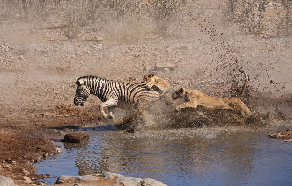 Namibia_Etosha_164.jpg