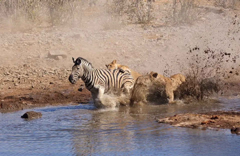Namibia_Etosha_165.jpg