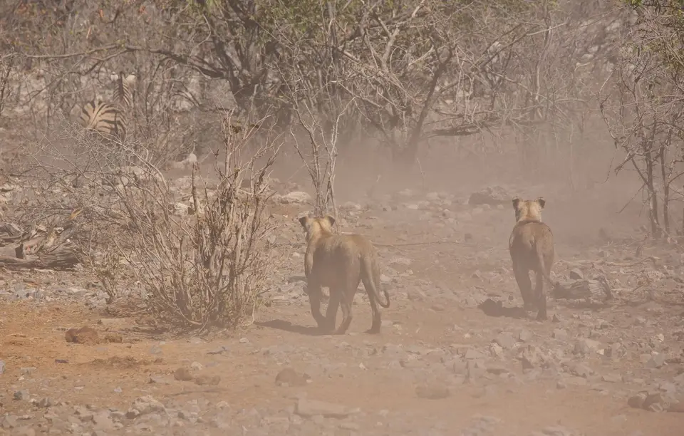 Namibia_Etosha_167.jpg