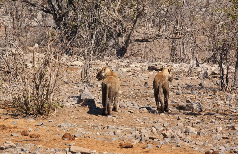 Namibia_Etosha_168.jpg