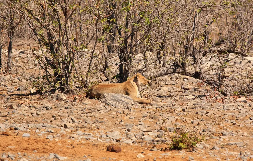 Namibia_Etosha_169.jpg