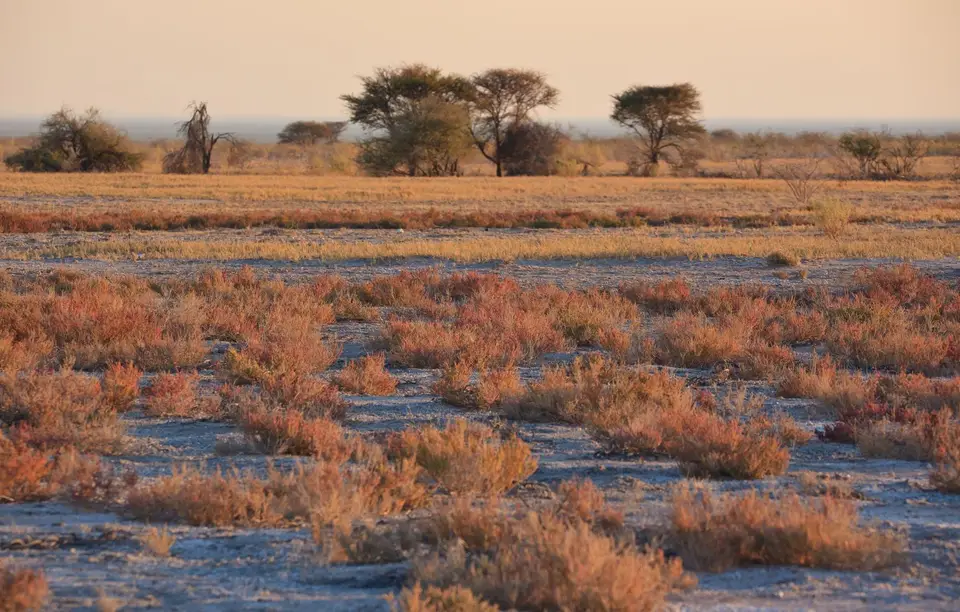 Namibia_Etosha_179.jpg
