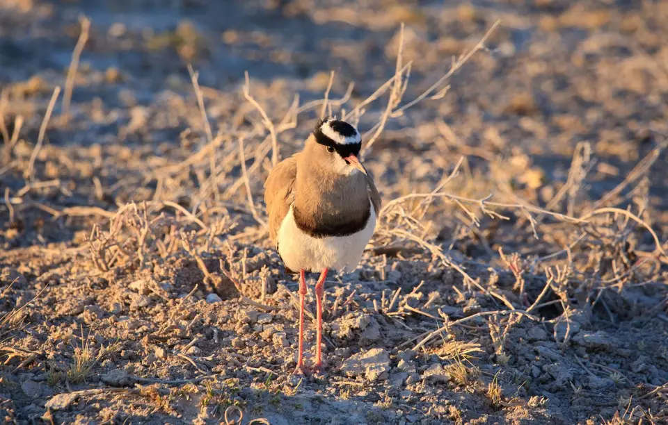 Namibia_Etosha_180.jpg