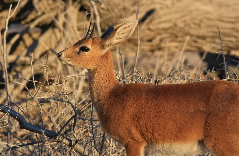 Namibia_Etosha_187.jpg