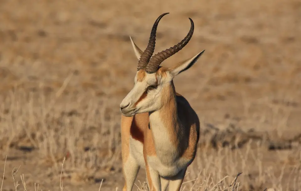 Namibia_Etosha_188.jpg