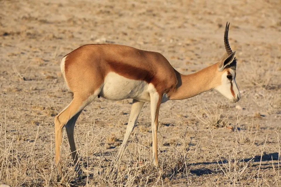 Namibia_Etosha_190.jpg