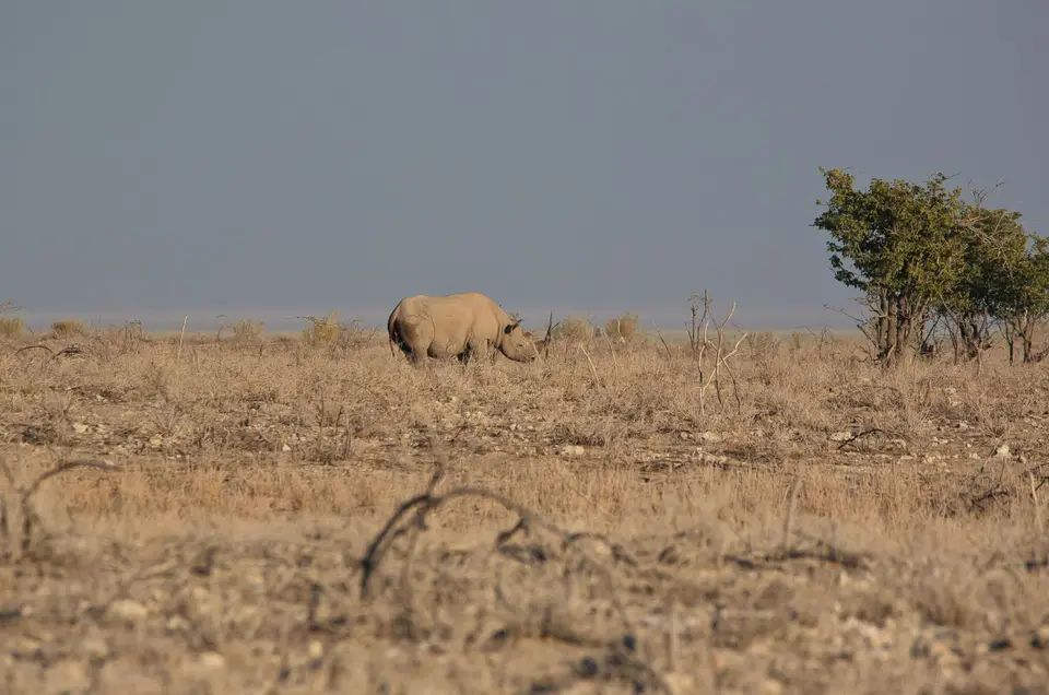 Namibia_Etosha_191.jpg