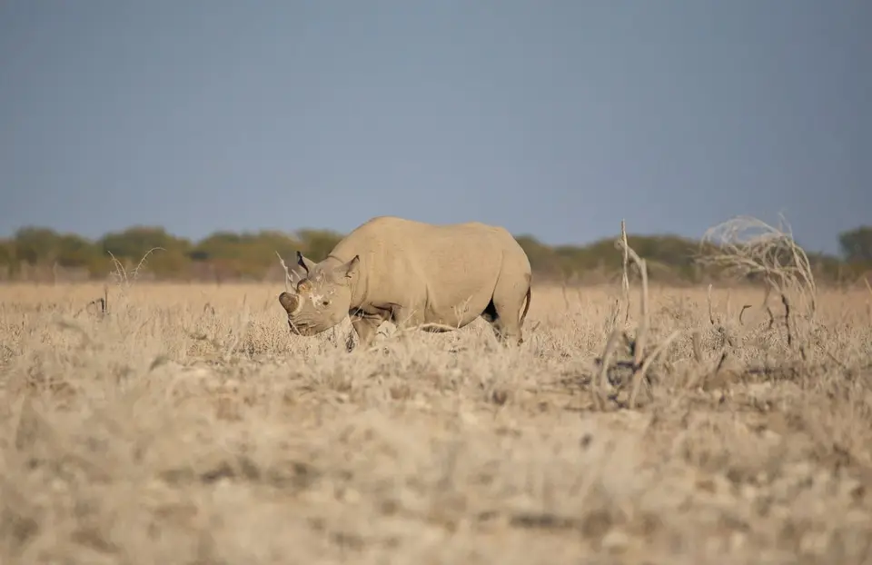Namibia_Etosha_194.jpg