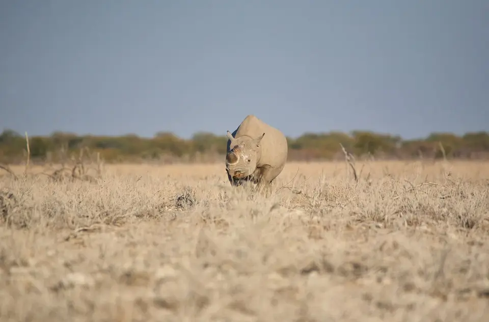 Namibia_Etosha_195.jpg