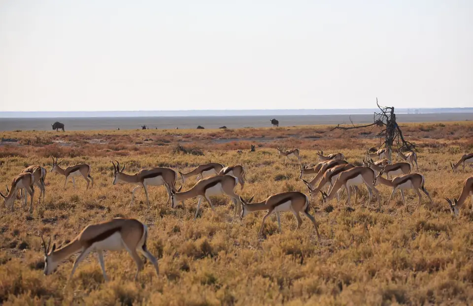 Namibia_Etosha_198.jpg