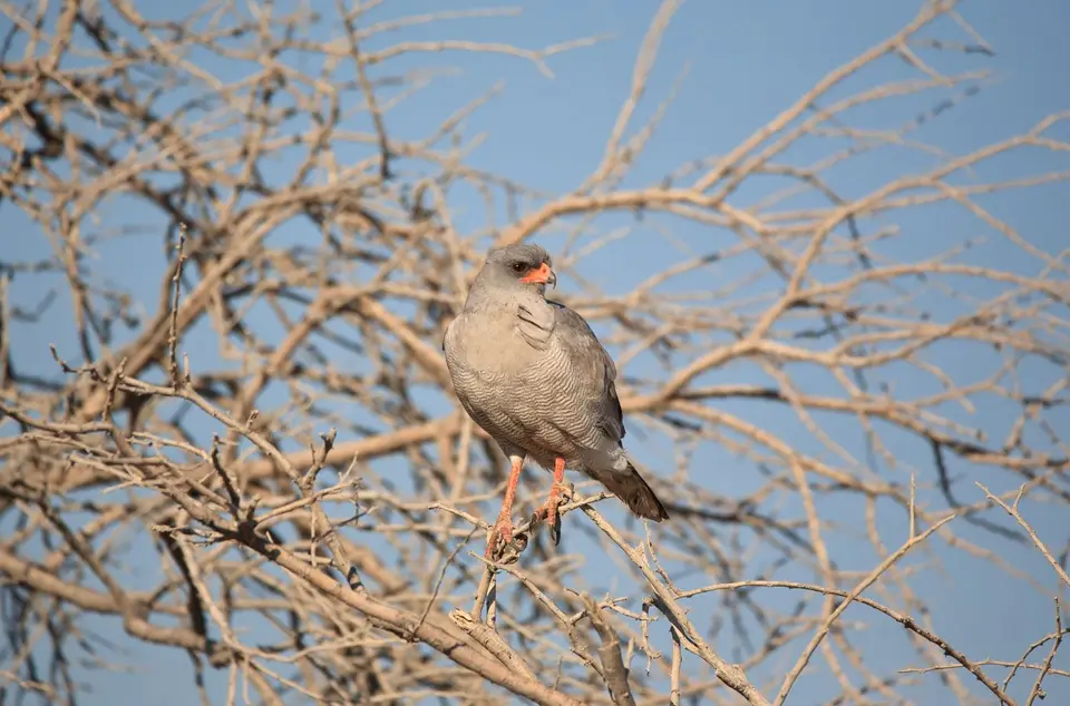Namibia_Etosha_199.jpg