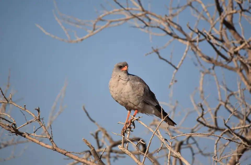 Namibia_Etosha_203.jpg