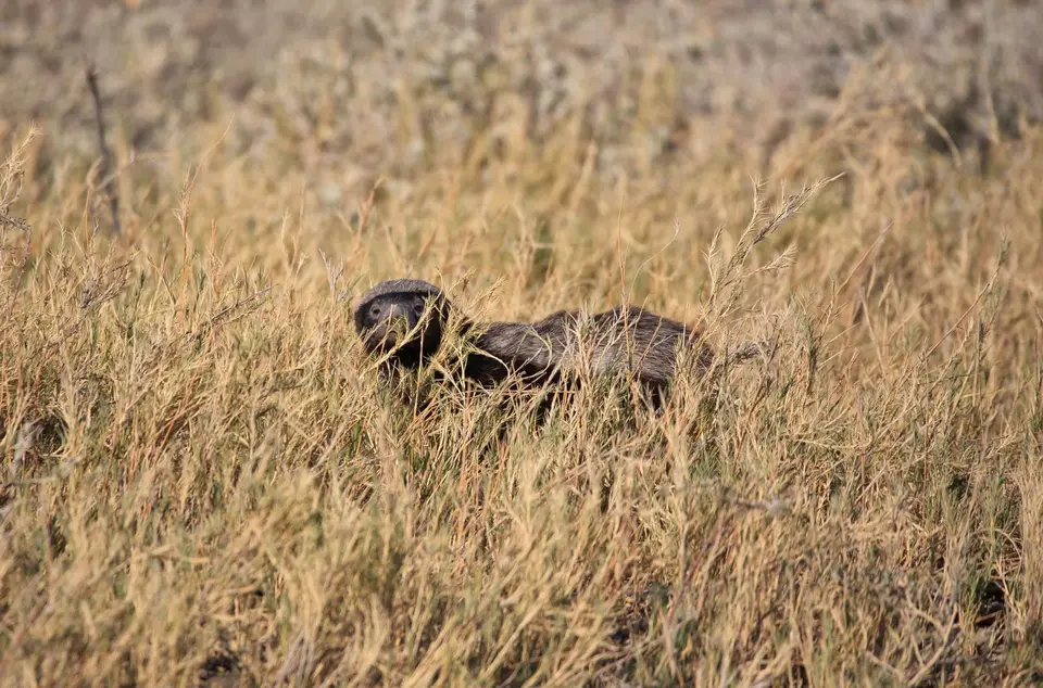 Namibia_Etosha_204.jpg
