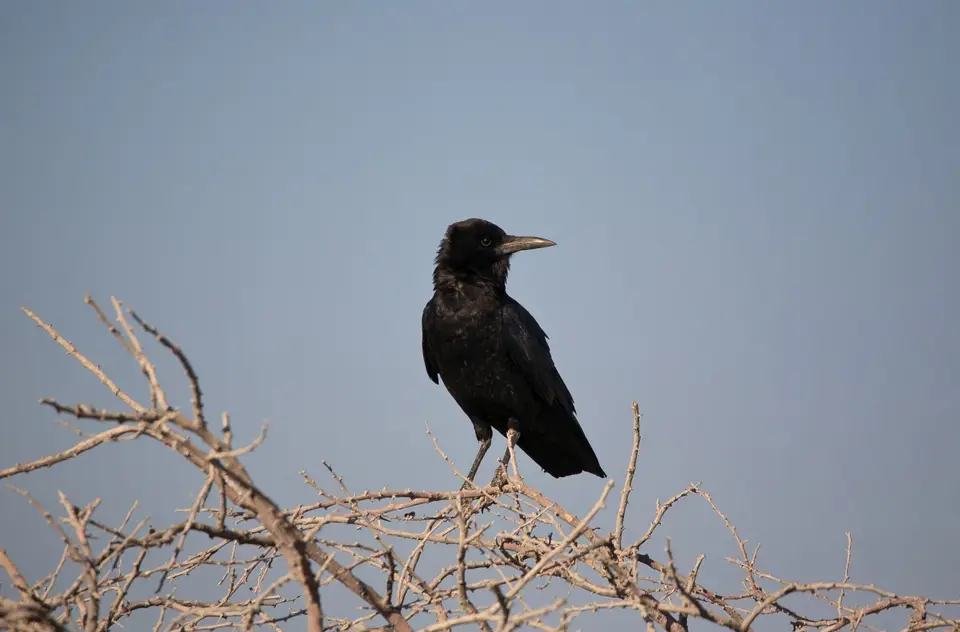 Namibia_Etosha_205.jpg