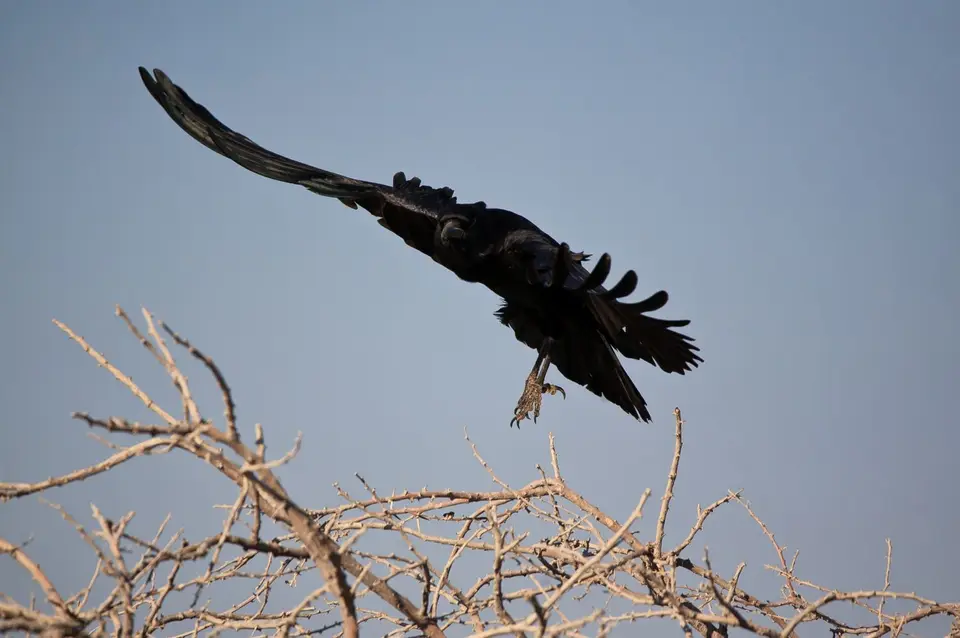 Namibia_Etosha_206.jpg
