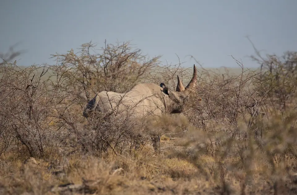 Namibia_Etosha_207.jpg