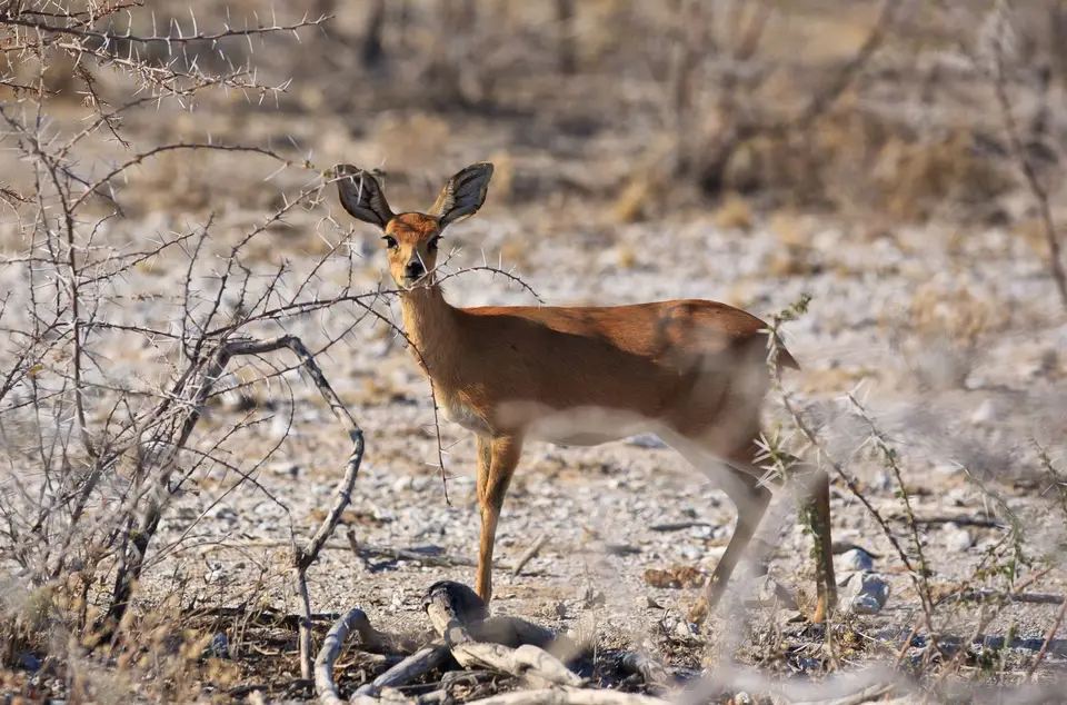 Namibia_Etosha_209.jpg