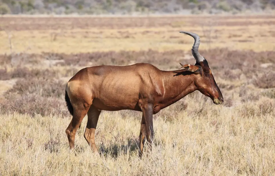 Namibia_Etosha_216.jpg