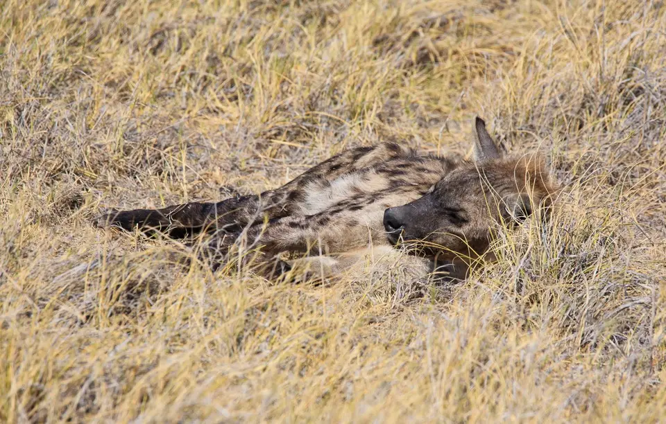 Namibia_Etosha_224.jpg