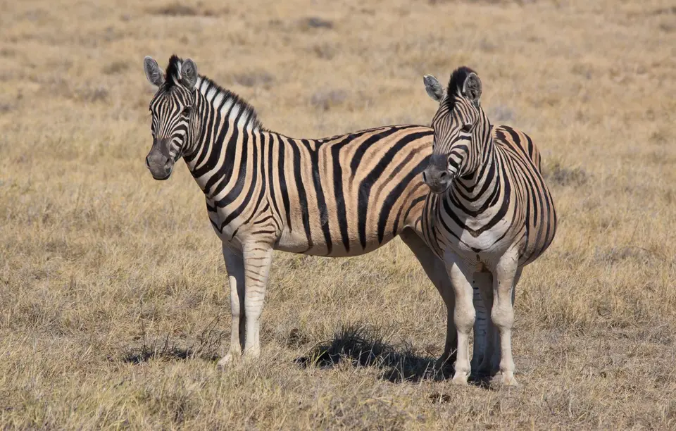 Namibia_Etosha_227.jpg