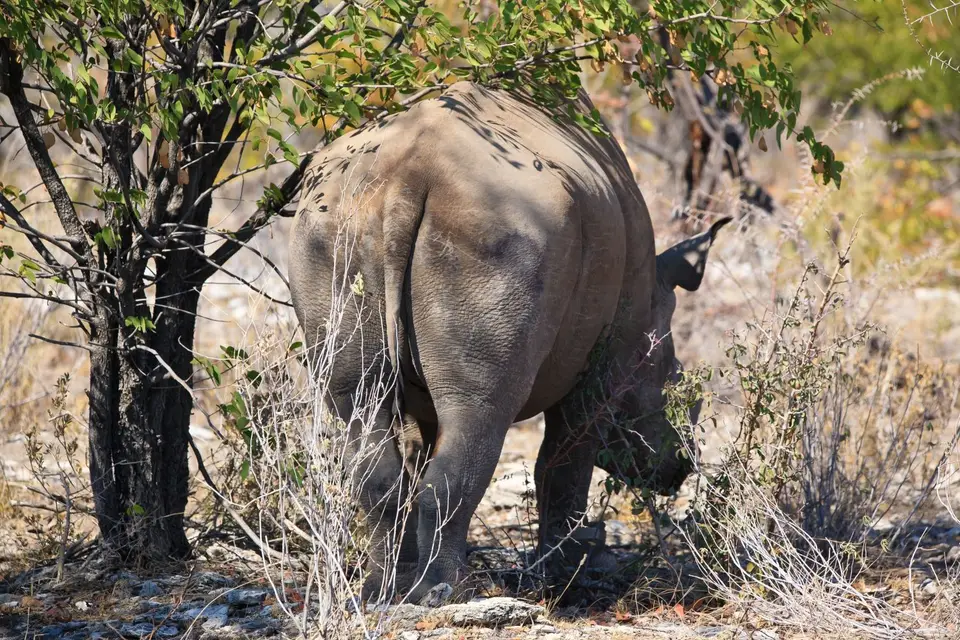 Namibia_Etosha_228.jpg