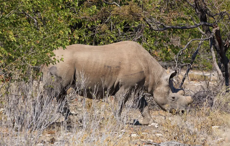 Namibia_Etosha_229.jpg