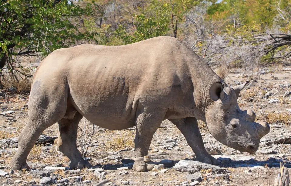 Namibia_Etosha_230.jpg