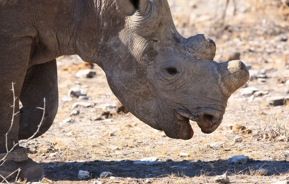 Namibia_Etosha_231.jpg