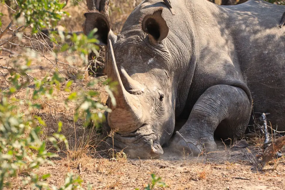 Namibia_Etosha_237.jpg