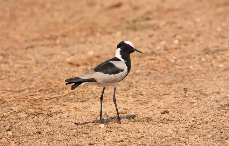 Namibia_Etosha_240.jpg