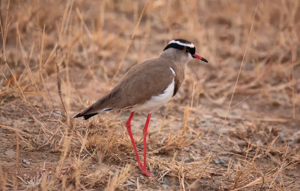 Namibia_Etosha_242.jpg