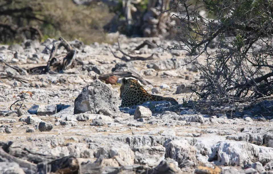 Namibia_Etosha_255.jpg