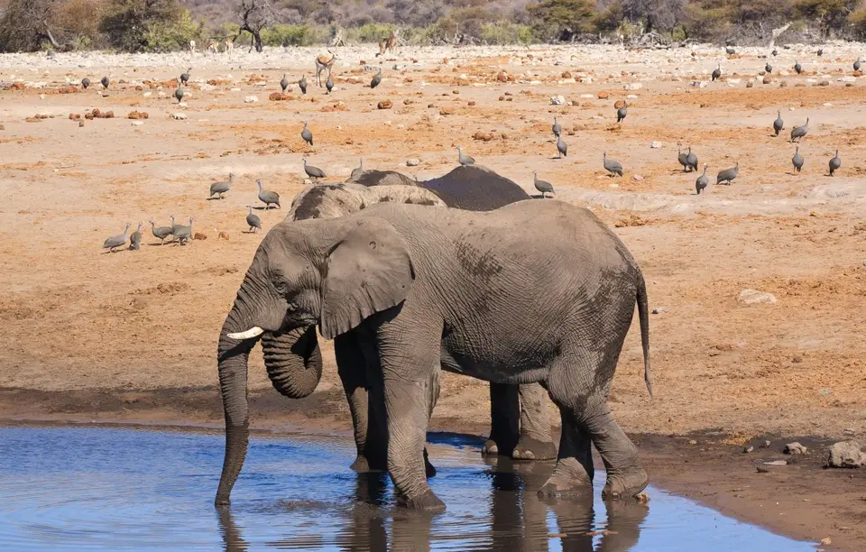 Namibia_Etosha_260.jpg