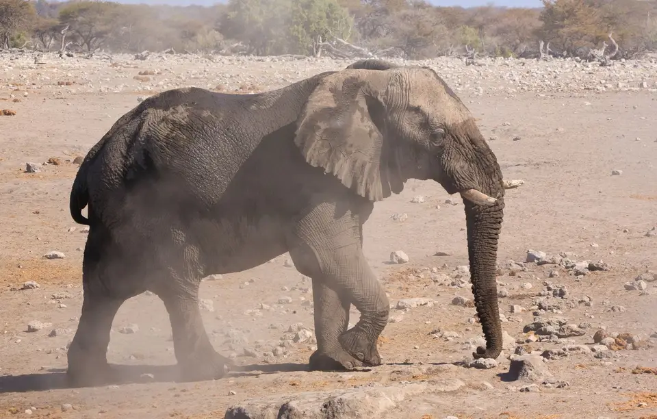 Namibia_Etosha_263.jpg