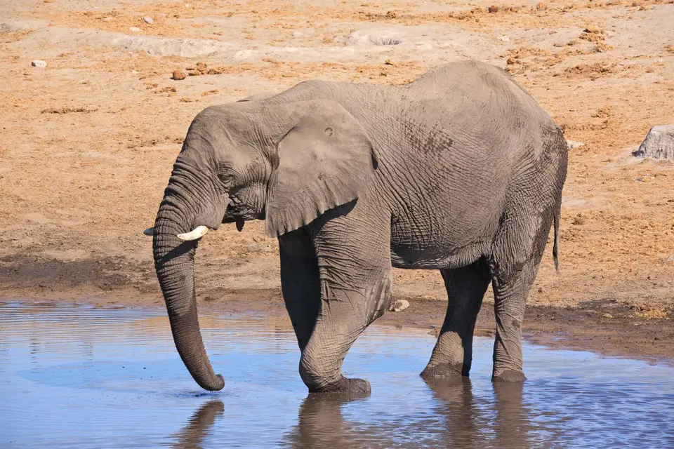 Namibia_Etosha_264.jpg