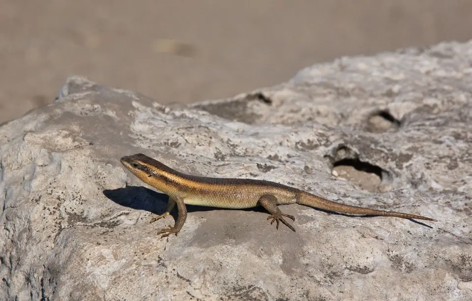 Namibia_Etosha_266.jpg