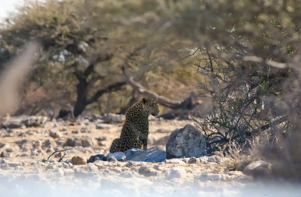 Namibia_Etosha_271.jpg