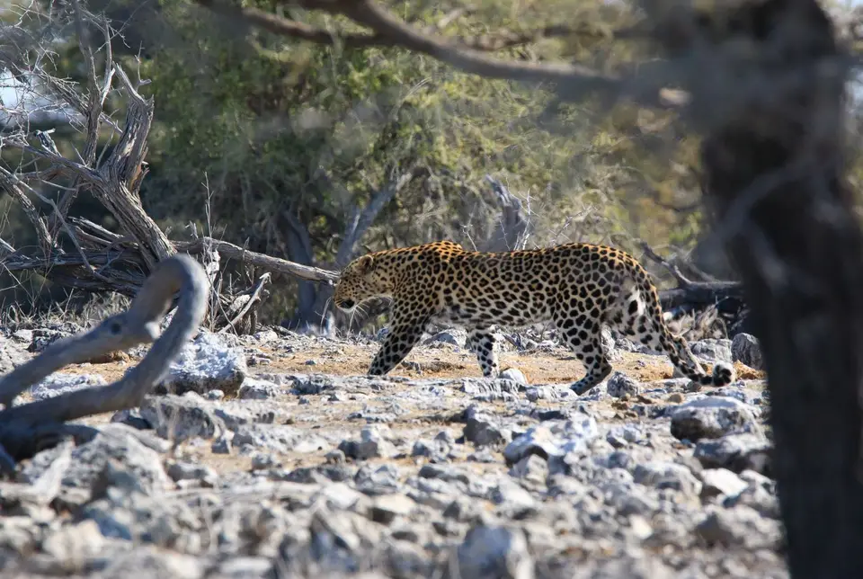 Namibia_Etosha_273.jpg