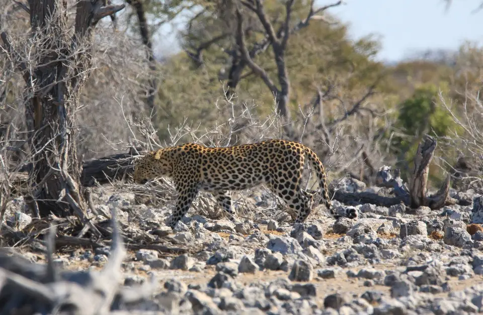 Namibia_Etosha_275.jpg