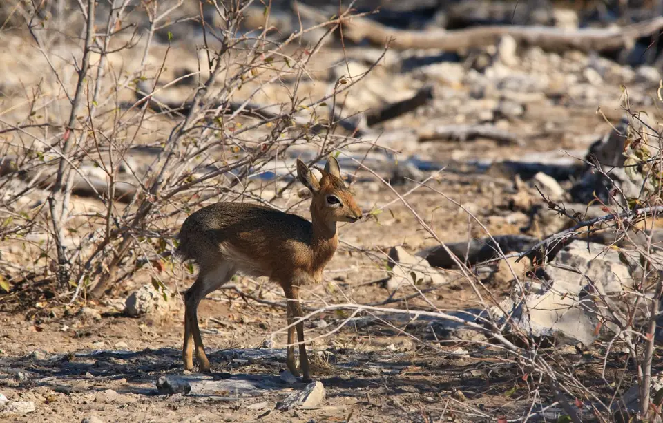Namibia_Etosha_276.jpg