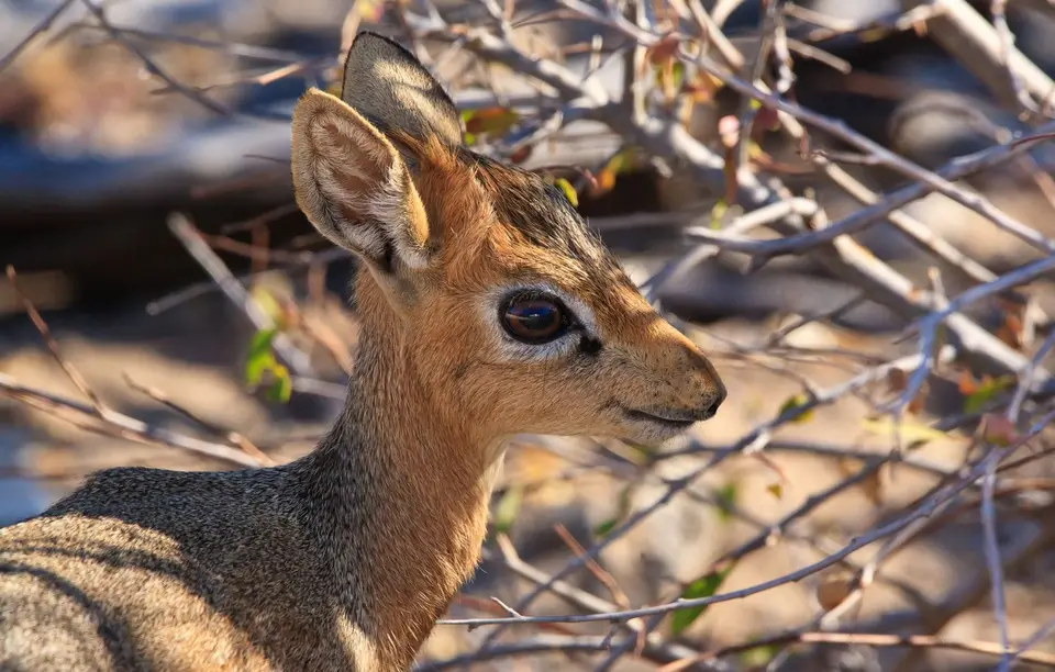 Namibia_Etosha_281.jpg