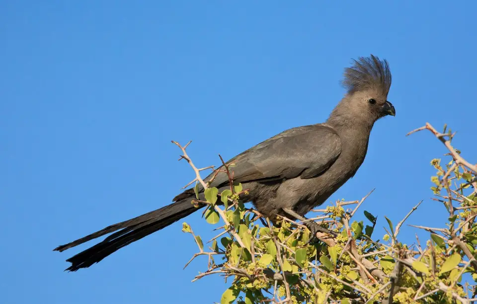 Namibia_Etosha_286.jpg