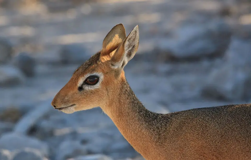 Namibia_Etosha_293.jpg