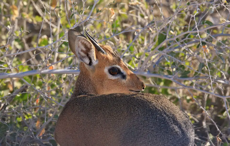 Namibia_Etosha_294.jpg