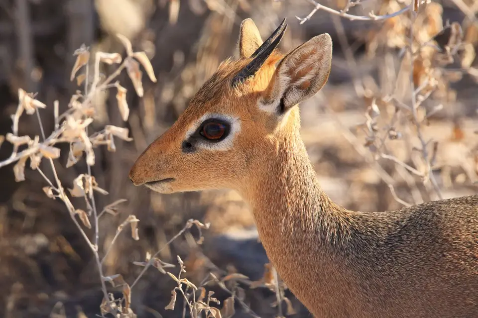 Namibia_Etosha_296.jpg