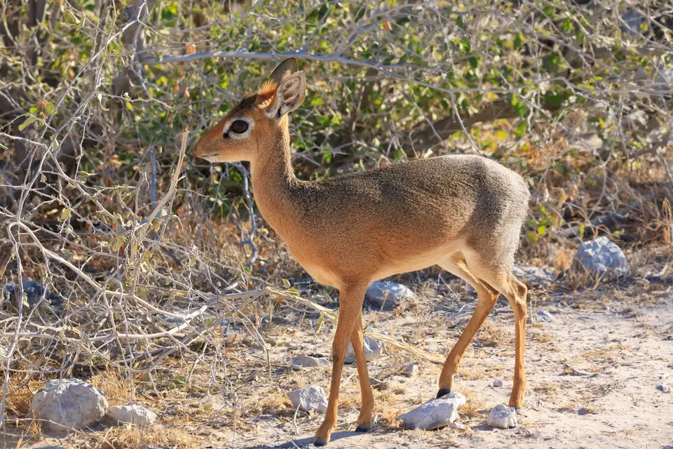 Namibia_Etosha_300.jpg